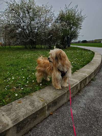 Wo sind die Mischlinge?-Beitrag-Bild