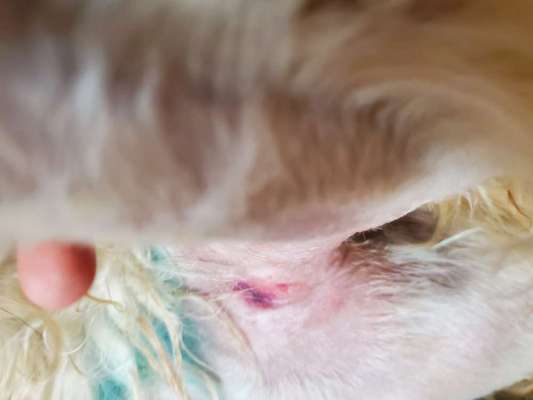 Wundbehandlung ausreichend? Offene, tiefe Wunde ohne Naht.-Beitrag-Bild