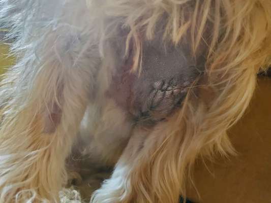 Wundbehandlung ausreichend? Offene, tiefe Wunde ohne Naht.-Beitrag-Bild