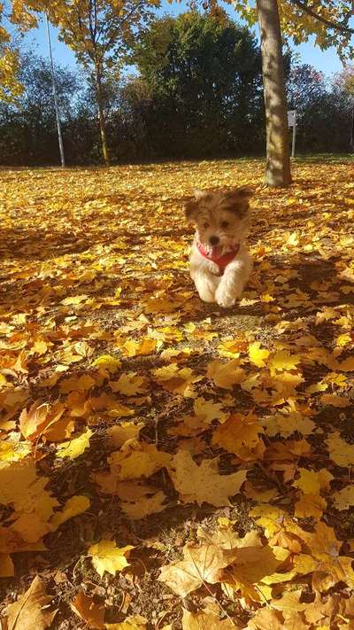 Herbst Bilder-Beitrag-Bild