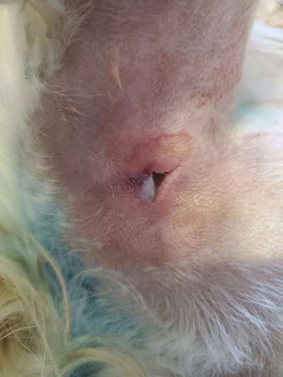 Wundbehandlung ausreichend? Offene, tiefe Wunde ohne Naht.-Beitrag-Bild