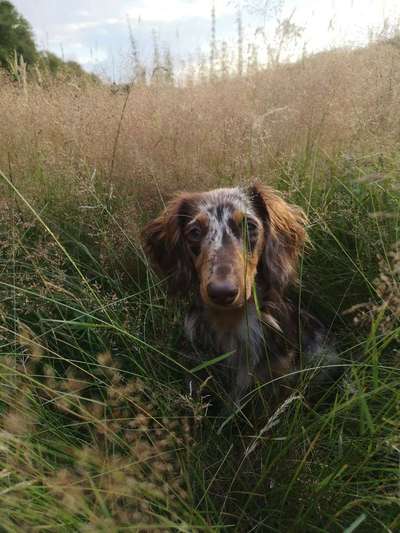 Dein Hund im Dogorama-Kalender 2021-Beitrag-Bild