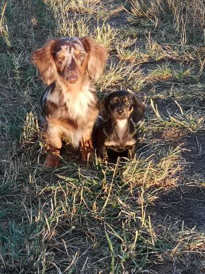 Dein Hund im Dogorama-Kalender 2021-Beitrag-Bild