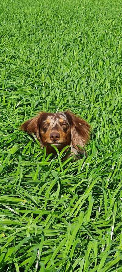 Dogorama Photo Challenge - Hundeblick zum hinschmelzen-Beitrag-Bild