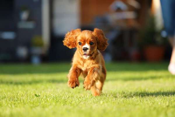 Cavalier King Charles Spaniel?-Beitrag-Bild