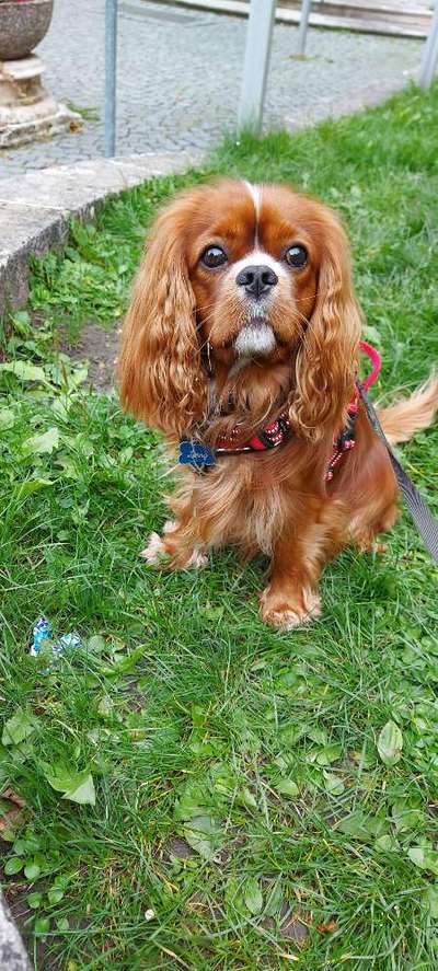 Cavaliere-Beitrag-Bild