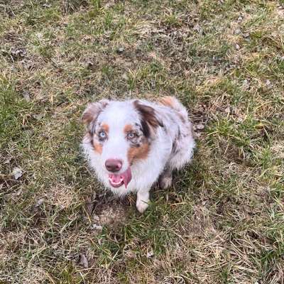 Hundetreffen-Hundetreffen zum Spielen/ Gassigehen-Bild