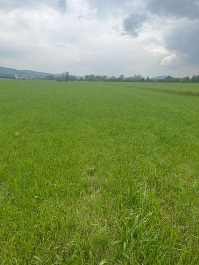 Hundeauslaufgebiet-Werrawiese Bad Salzungen-Bild