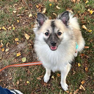 Hundetreffen-Sozialisierung und Hunde treffen-Bild