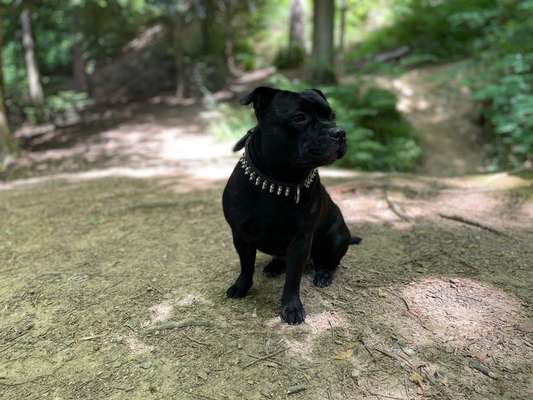 Reinrassige Hunde?-Beitrag-Bild