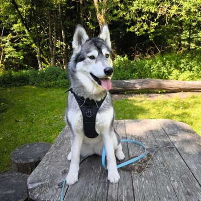 Hundetreffen-"Latty" sucht Spielgefährten in unserer Nähe-Bild