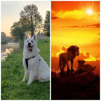 Wie heißt dein Hund?-Beitrag-Bild