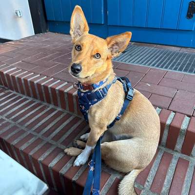 Podenco/Mischlinge hier? :-)-Beitrag-Bild