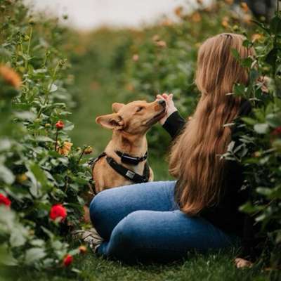 Hundetreffen-Trainingseinheiten und/oder Gassirunden-Profilbild