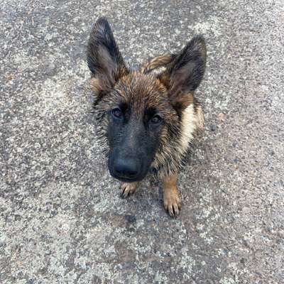 Hundetreffen-Gassi und spiel runde 🐾-Bild