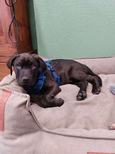 Cane Corso-Beitrag-Bild