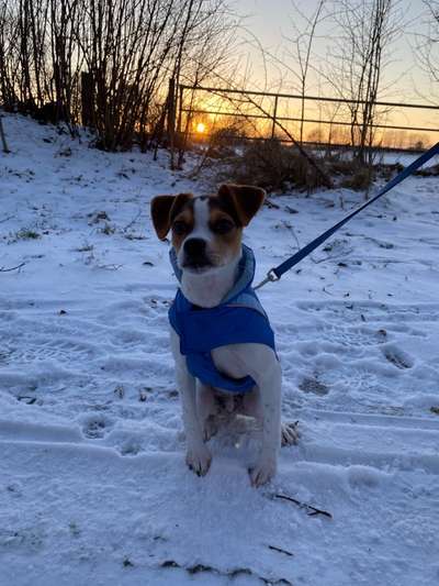 Dansky (Dansk-Svensk Gårdshund)-Beitrag-Bild