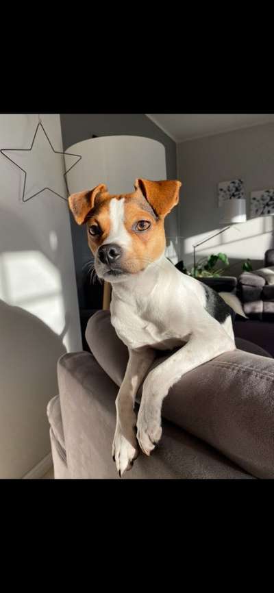 Dansky (Dansk-Svensk Gårdshund)-Beitrag-Bild