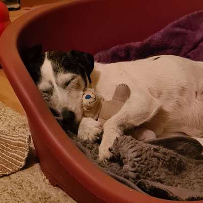 Euer Hund und sein Lieblingskuscheltier-Beitrag-Bild