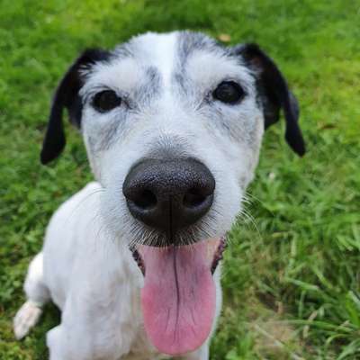 Zeigt mir die tollste Nahaufnahme von eurer Fellnase-Beitrag-Bild