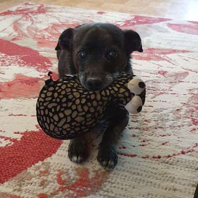 Euer Hund und sein Lieblingskuscheltier-Beitrag-Bild