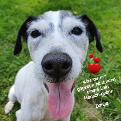 Unsere Fellnasen im Regenbogenland-Beitrag-Bild