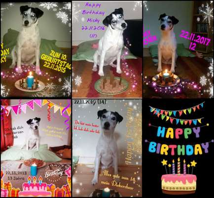 Unsere Fellnasen im Regenbogenland-Beitrag-Bild