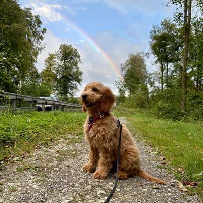 Hundetreffen-Spaziergänge-Bild