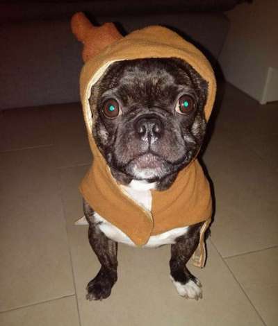 Challenge Nr. 8  Dein Hund im Weihnachtslook-Beitrag-Bild