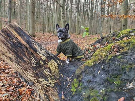 Französische Bulldoggen-Beitrag-Bild