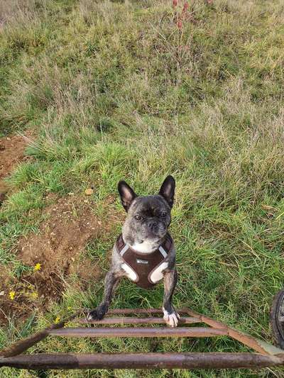 Französische Bulldoggen-Beitrag-Bild