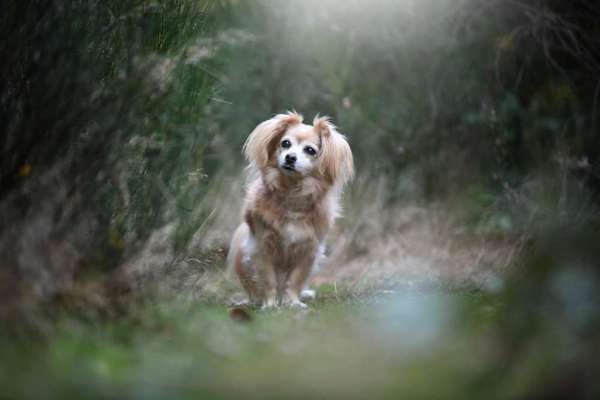 Dogorama Photo Challenge - Portrait-Beitrag-Bild