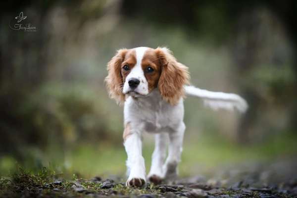 Dogorama Photo Challenge - Portrait-Beitrag-Bild