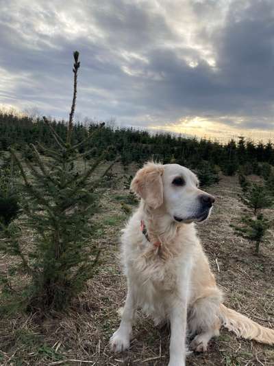 Wo sind die Golden Retriever Liebhaber?-Beitrag-Bild