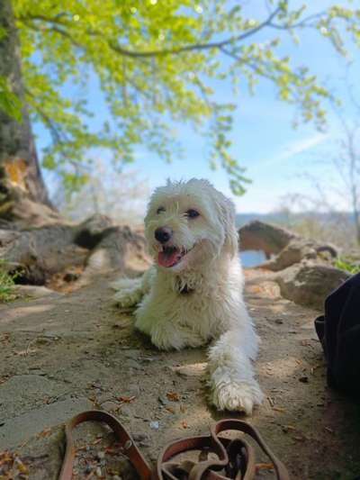 Dogorama Photo Challenge - Frühlingserwachen-Beitrag-Bild