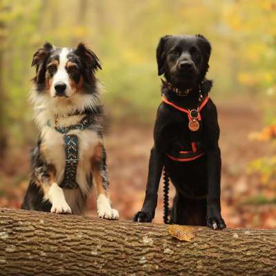 Hundetreffen-Gassi, Social Walk-Bild