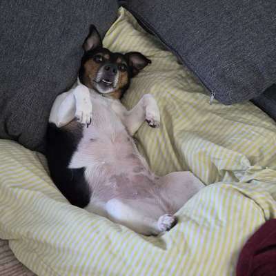 Hundetreffen-Hunde treffen-Bild