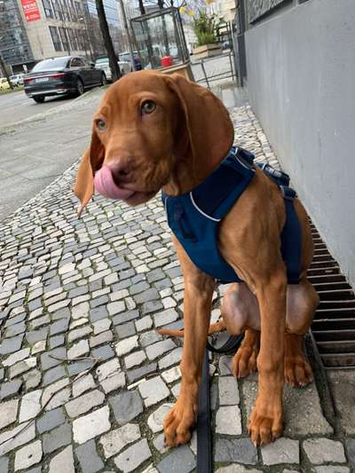 Tongue Out Tuesday-Beitrag-Bild