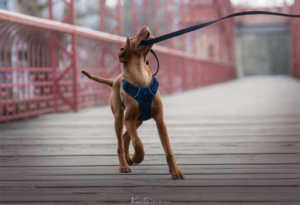 Dogorama Photo Challenge - Brücken-Beitrag-Bild