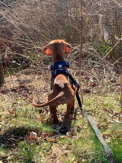 Immer der Nase nach - die schönsten Jagdhund-Bilder-Beitrag-Bild