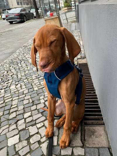 grumpy dog 😅-Beitrag-Bild