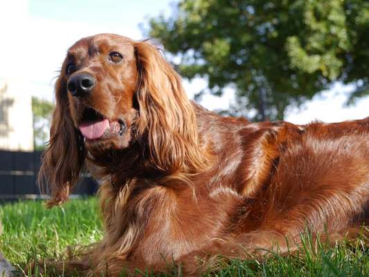 Dogorama Photo Challenge - Portrait-Beitrag-Bild