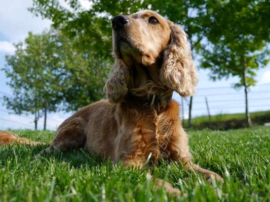 Dogorama Photo Challenge - Portrait-Beitrag-Bild