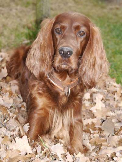 Fotochallange Nr. 57     PORTRÄT.   Beendet!!!!!!!!-Beitrag-Bild