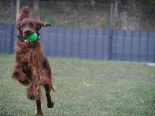 Setter Freunde ?-Beitrag-Bild