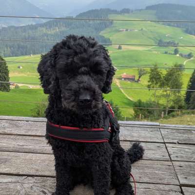 Hundetreffen-Spazieren mit kleinen Hunden in Böfingen