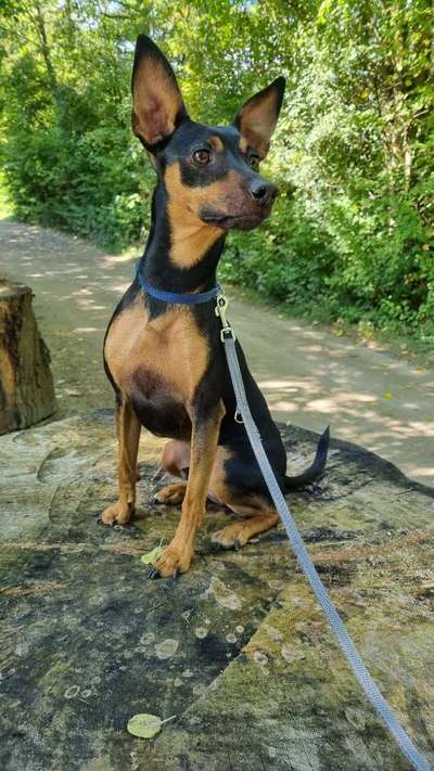 Wo sind die Zwergpinscher?-Beitrag-Bild