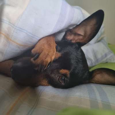 Wo sind die Zwergpinscher?-Beitrag-Bild