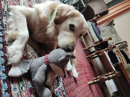 Wo sind die Golden Retriever Liebhaber?-Beitrag-Bild