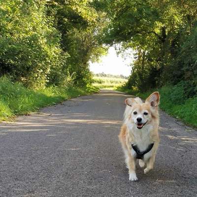 Hundetreffen-🐕 Gassi in Lehrte-Bild